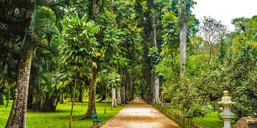 brazil-rio-de-janeiro-botanical-garden